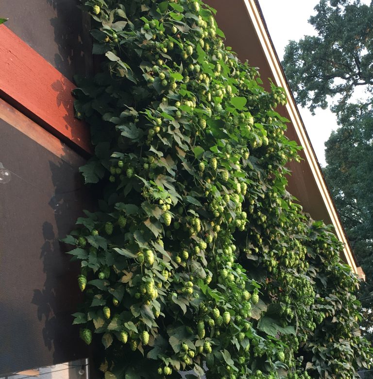 Dr. Kingsley Grows Botanicals such as hops in his backyard